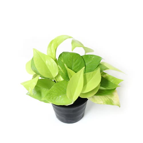 Popular House plant Epipremnum aureum  _Neon_  by Joinflower